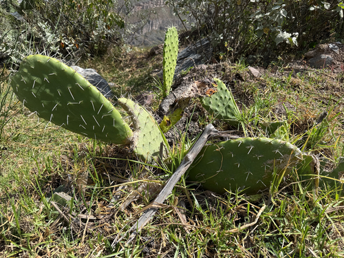 Indian fig opuntia