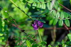 Vicia sepium