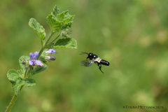 Megachile disjuncta