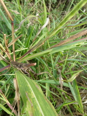 Fulgoridae
