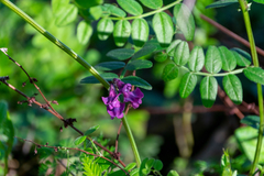 Vicia sepium