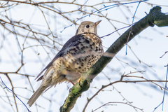 Turdus viscivorus