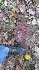 Fungi