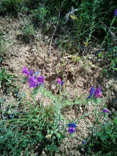 purple viper's-bugloss