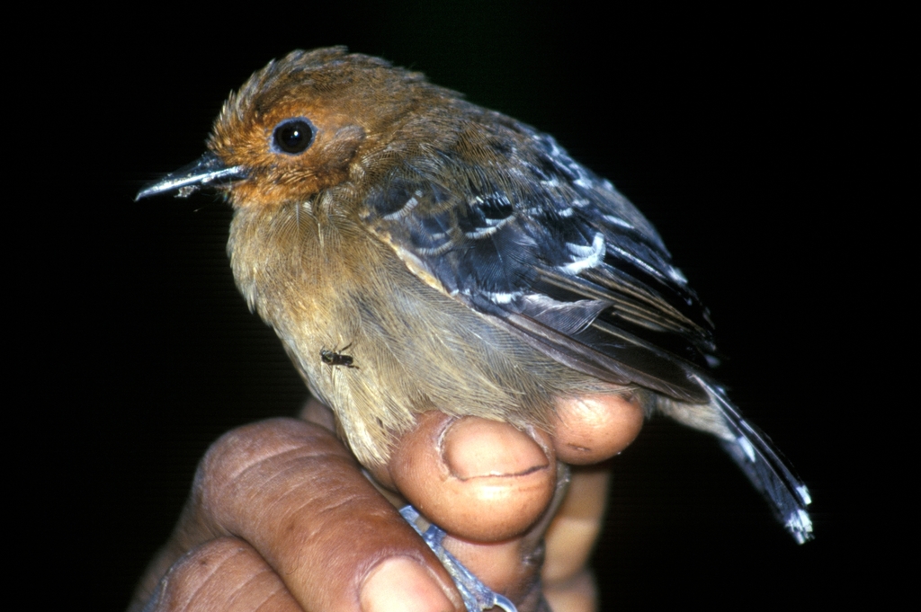 Long-Winged Antwren