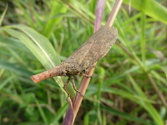Fulgoridae