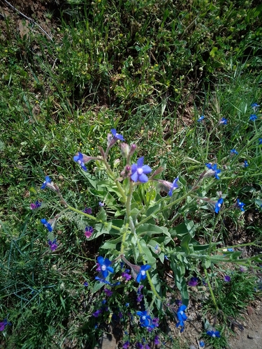 Italian Bugloss