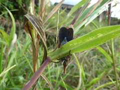Fulgoridae