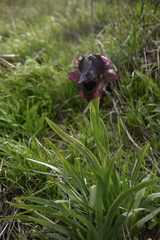 Iris atrofusca