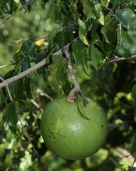 Strychnos spinosa spinosa