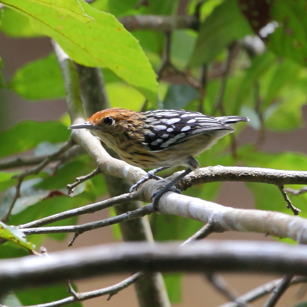 Amazonian Streaked-Antwren photo