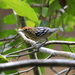 Amazonian Streaked-Antwren - Photo (c) Hector Bottai, some rights reserved (CC BY-SA)