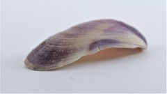 Modiolus auriculatus