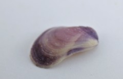 Modiolus auriculatus