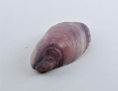 Modiolus auriculatus