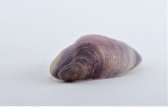 Modiolus auriculatus