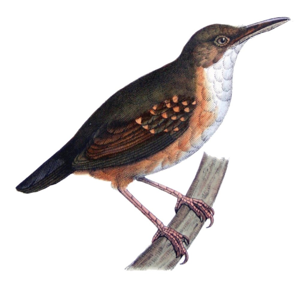 Sclateria