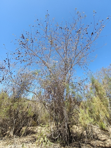Lysiloma divaricatum, photograph 6