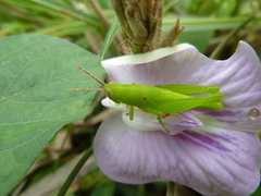 Caelifera