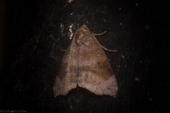 Bastilla hamatilis