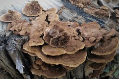 Gloeophyllum abietinum