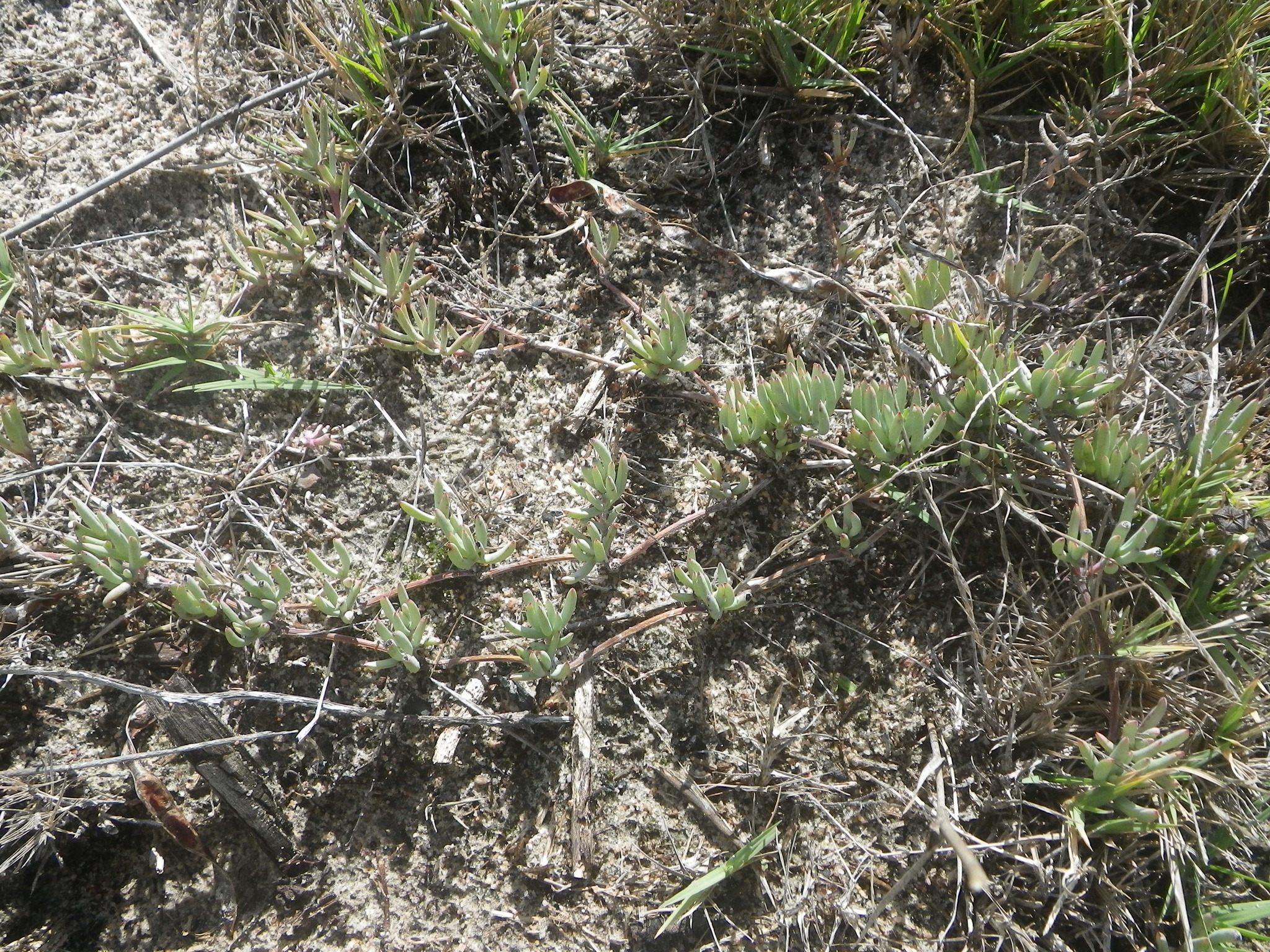 Lampranthus explanatus (L.Bolus) N.E.Br.