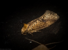 Azaleodes micronipha