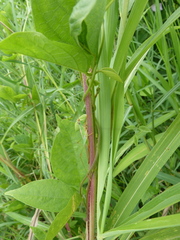 Ensifera