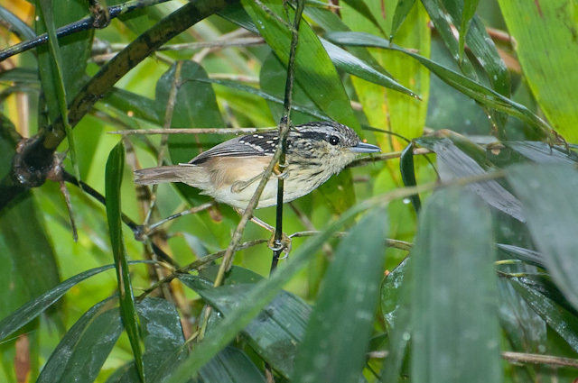 Guianan Warbling-Antbird photo