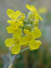 Aurinia sinuata