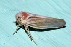 Omolicna