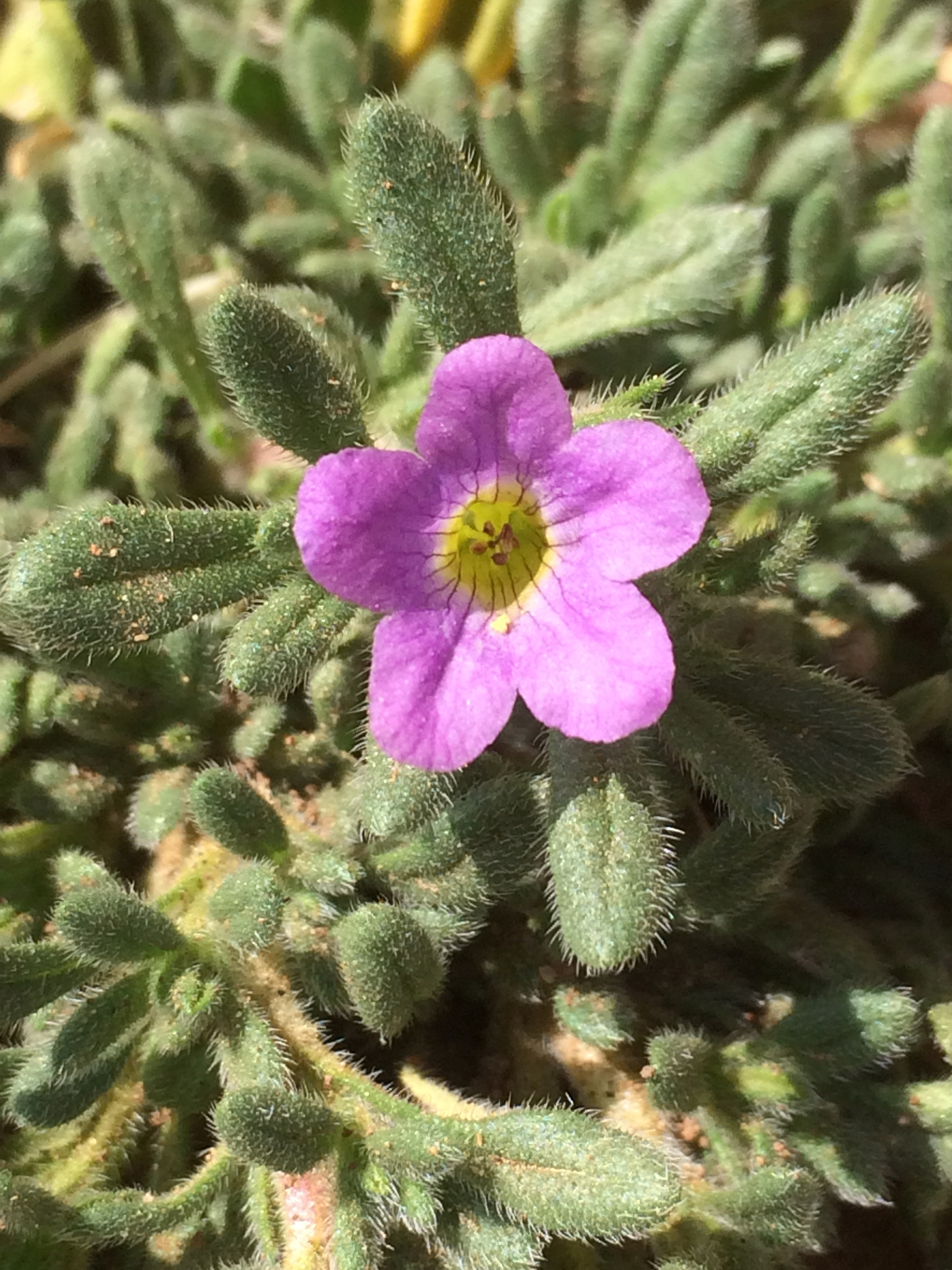 Nama hispida