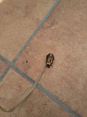 Cetonia aurataeformis