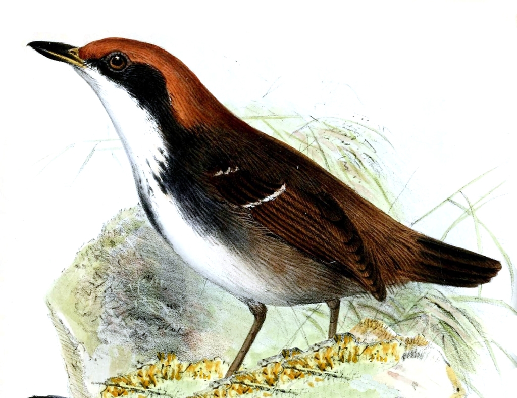 Black-faced Antbirds