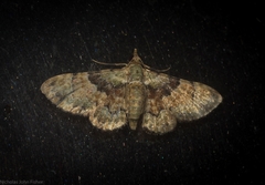 Gymnoscelis derogata