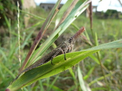 Fulgoridae