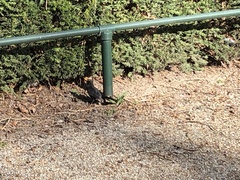 Turdus merula