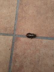 Cetonia aurataeformis