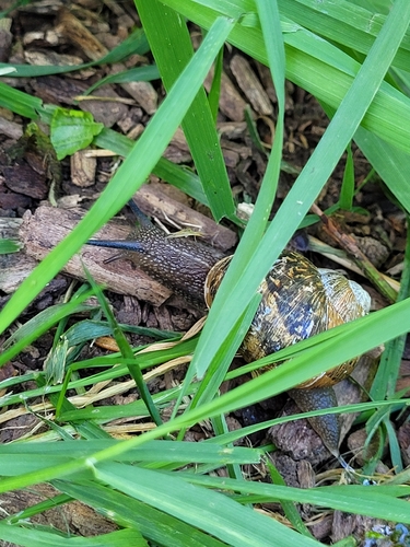 Cornu aspersum