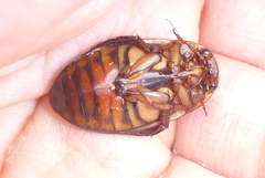Dytiscus fasciventris