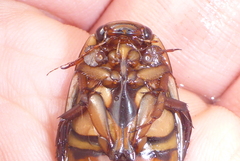 Dytiscus fasciventris