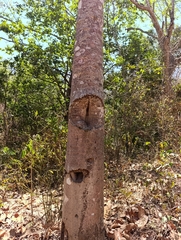 Jacaratia mexicana, photograph (c) Alberto Alcalá, some rights reserved (CC BY)