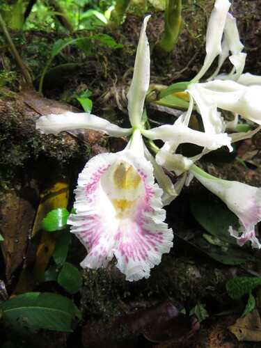 Trichopilia suavis