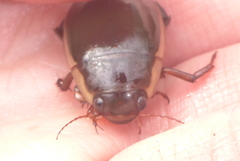 Dytiscus fasciventris