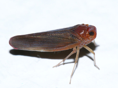Omolicna