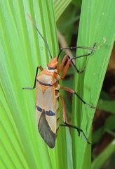 Dysdercus nigrofasciatus