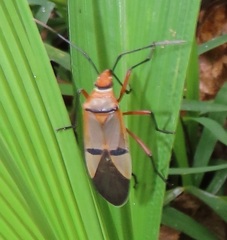 Dysdercus nigrofasciatus