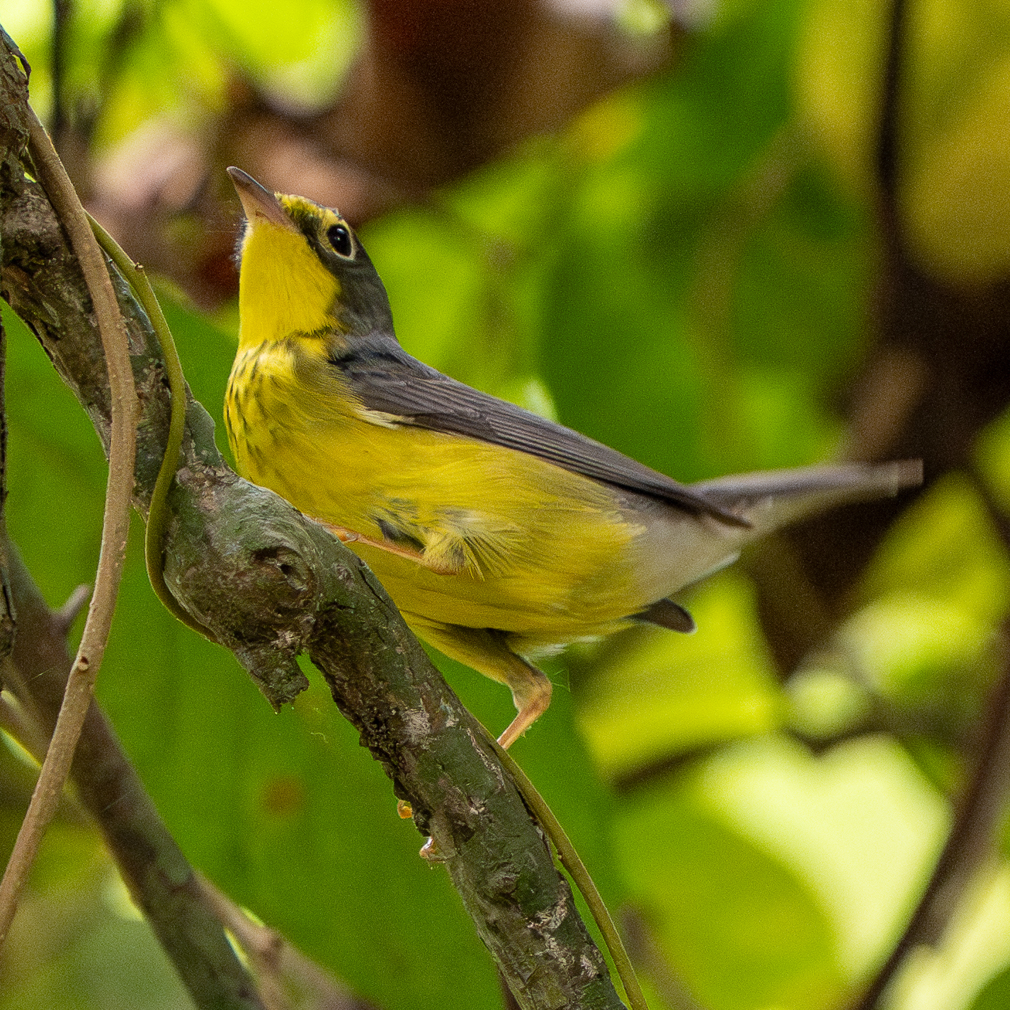 Canada Warbler (Cardellina canadensis), photo 2