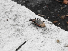 Carabus nankotaizanus