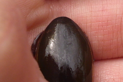 Dytiscus fasciventris